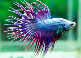 02-3.Crowntail-Betta-double-ray