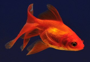 06-3.fantail-goldfish