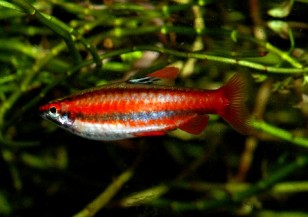 14-1.coral-red-pencilfish