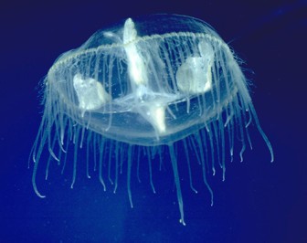 01.Jellyfish-Craspedacusta_sowerbii