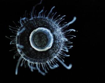 02.Jellyfish-Craspedacusta_sowerbii