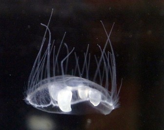 03.Jellyfish-Craspedacusta_sowerbii