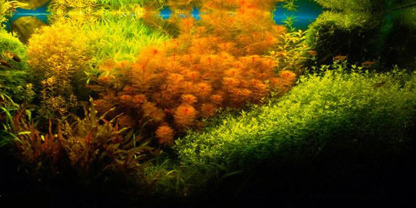 Густые посадки водный растений в Голландском аквариуме, расположенные участками
