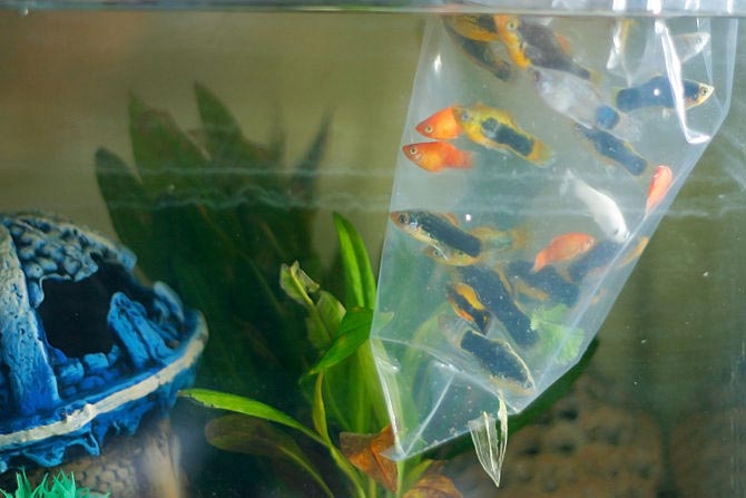 как правильно подсаживать рыбок в аквариум к старым новых