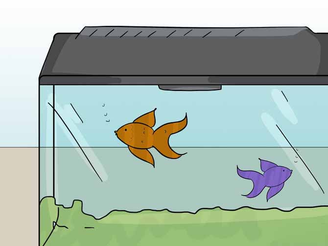 установите надёжную крышку на аквариум