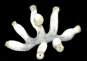 Полип медузы Craspedacusta sowerbii