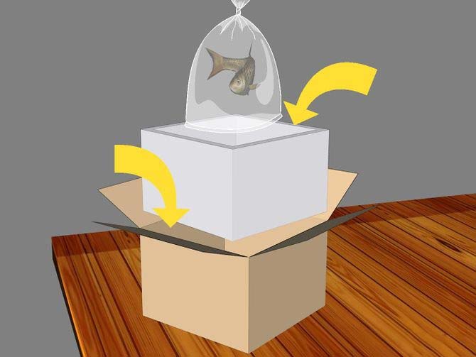 поместить рыбку в пенопластовый контейнер для отправки почтой