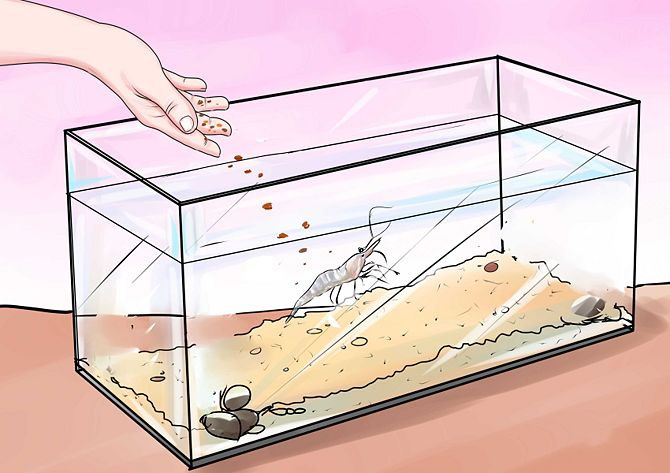 питание креветок в аквариуме