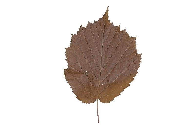 опавший высушенный лист орешника