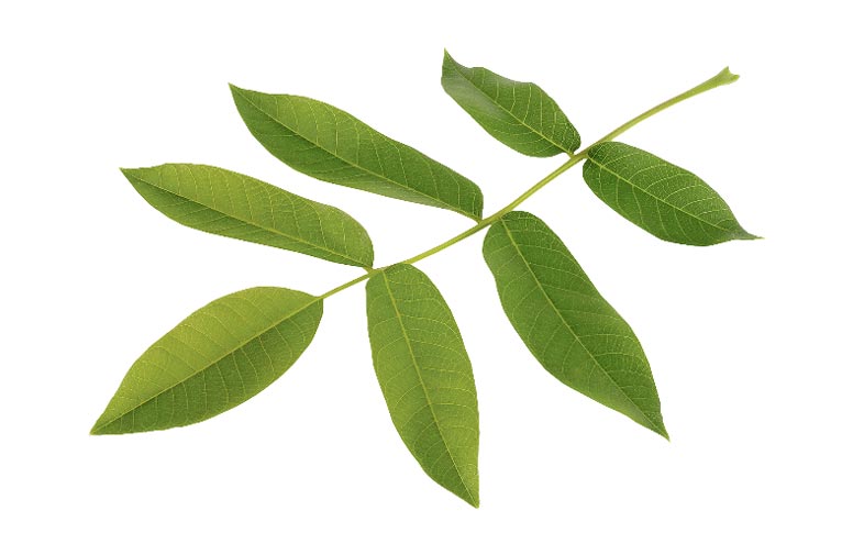 зелёные листья дерева грецкий орех