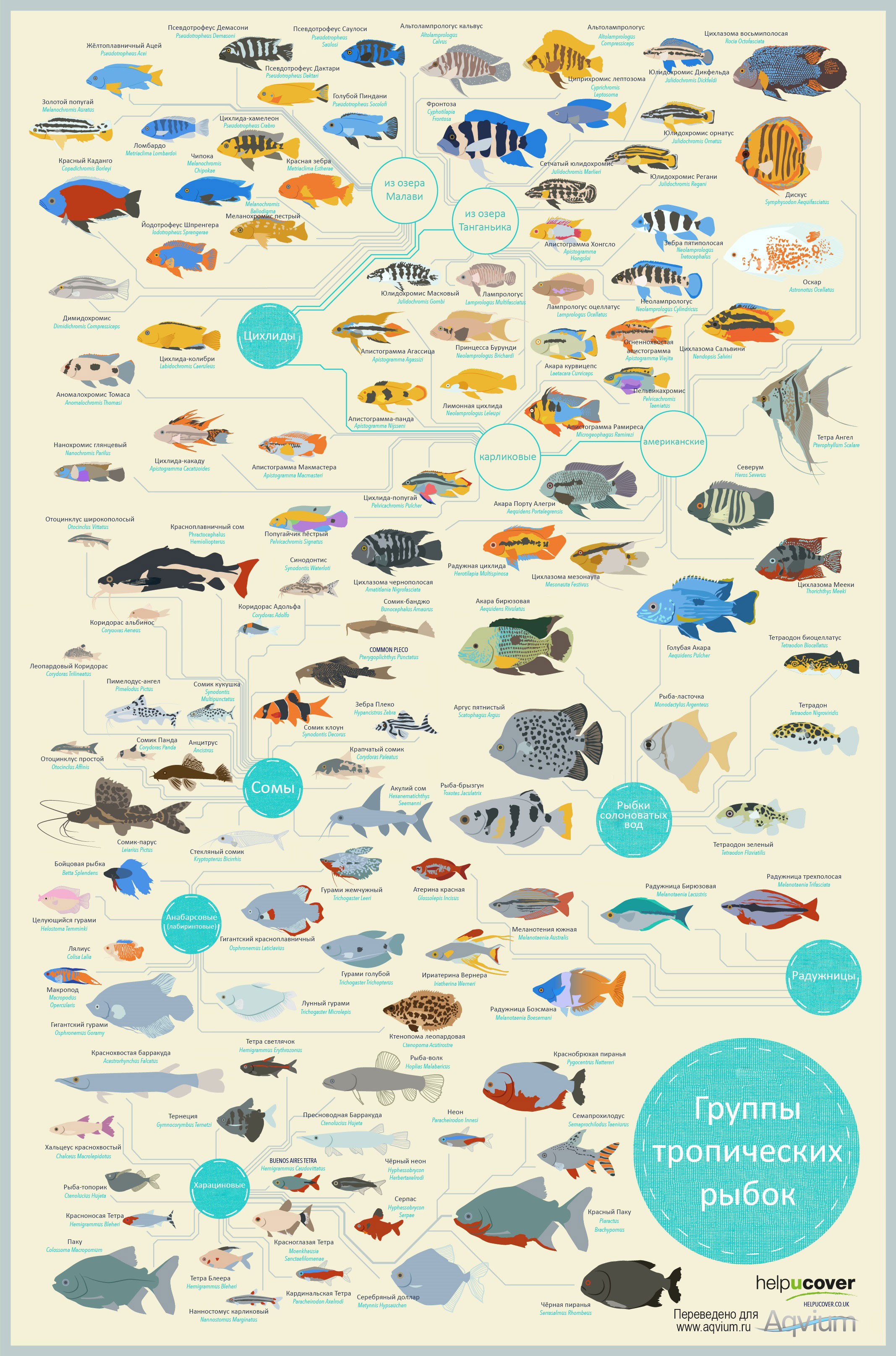 Инфографика 117 видов тропических аквариумных рыбок