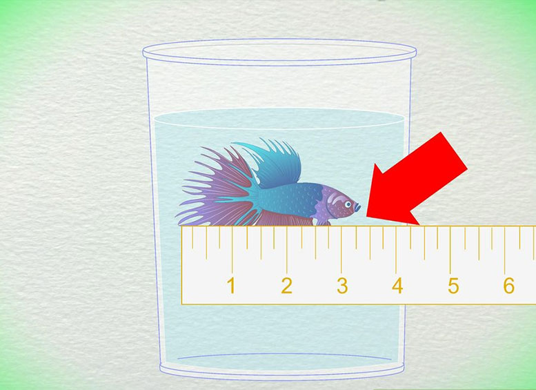 Определение возраста по размеру петушков (Бойцовых рыбок Бетта)