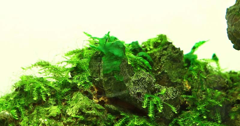 Сине-зелёные водоросли на поверхности аквариумных растений