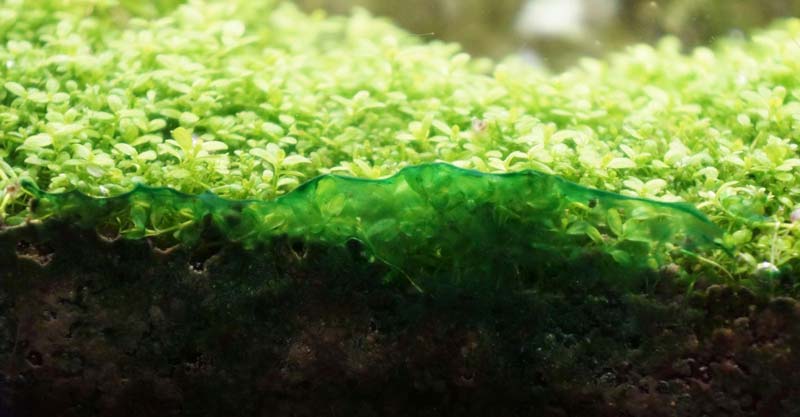 Сине-зелёные водоросли на поверхности грунта
