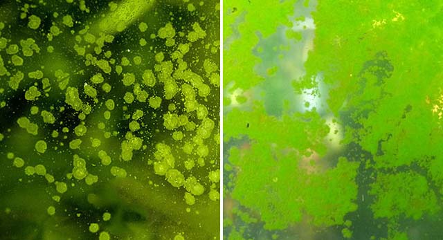 Сравнение Ксенококуса и Пылевых водорослей
