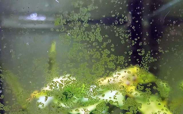 Разросшиеся скопления Ксенококуса на стекле аквариума