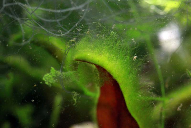 Нитчатые водоросли рода Эдогониум на листе растения