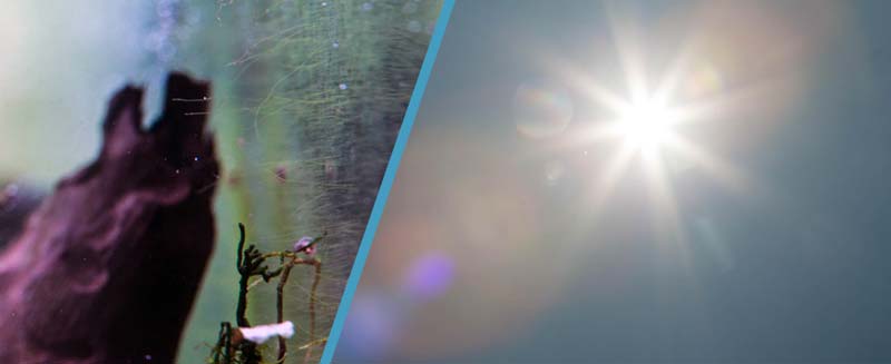 Солнечные лучи и цветение водорослей в аквариуме