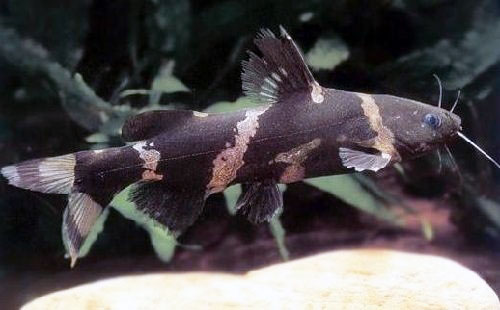 https://www.aqvium.ru/images/fish-new/catfish/60.Pseudomystus-siamensis/60-1.Pseudomystus-siamensis.jpg