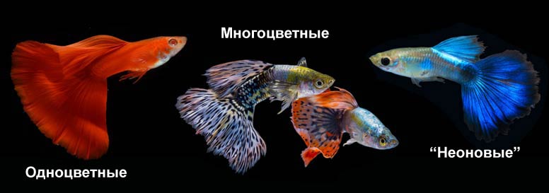 Гуппи Аквариумные Рыбки Виды Фото И Названия