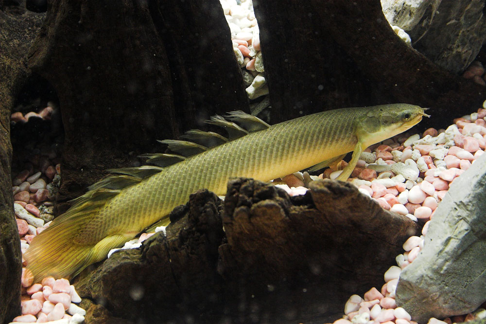 14-2-Polypterus-senegalus.jpg