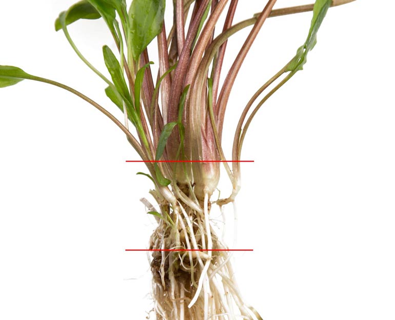 Внешний вид корневой системы розеточного растения