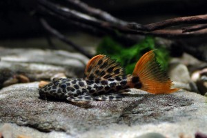 Леопардовый Плекостомус