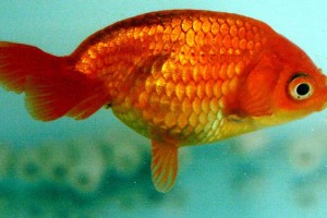 Яйцевидная Золотая рыбка