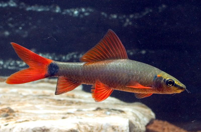 Лабео зеленый: описание, содержание, характер и особенности аквариумного рыбки